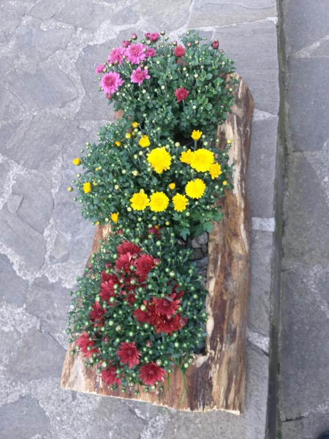 Pensiunea Flora Cartisoara Exterior photo